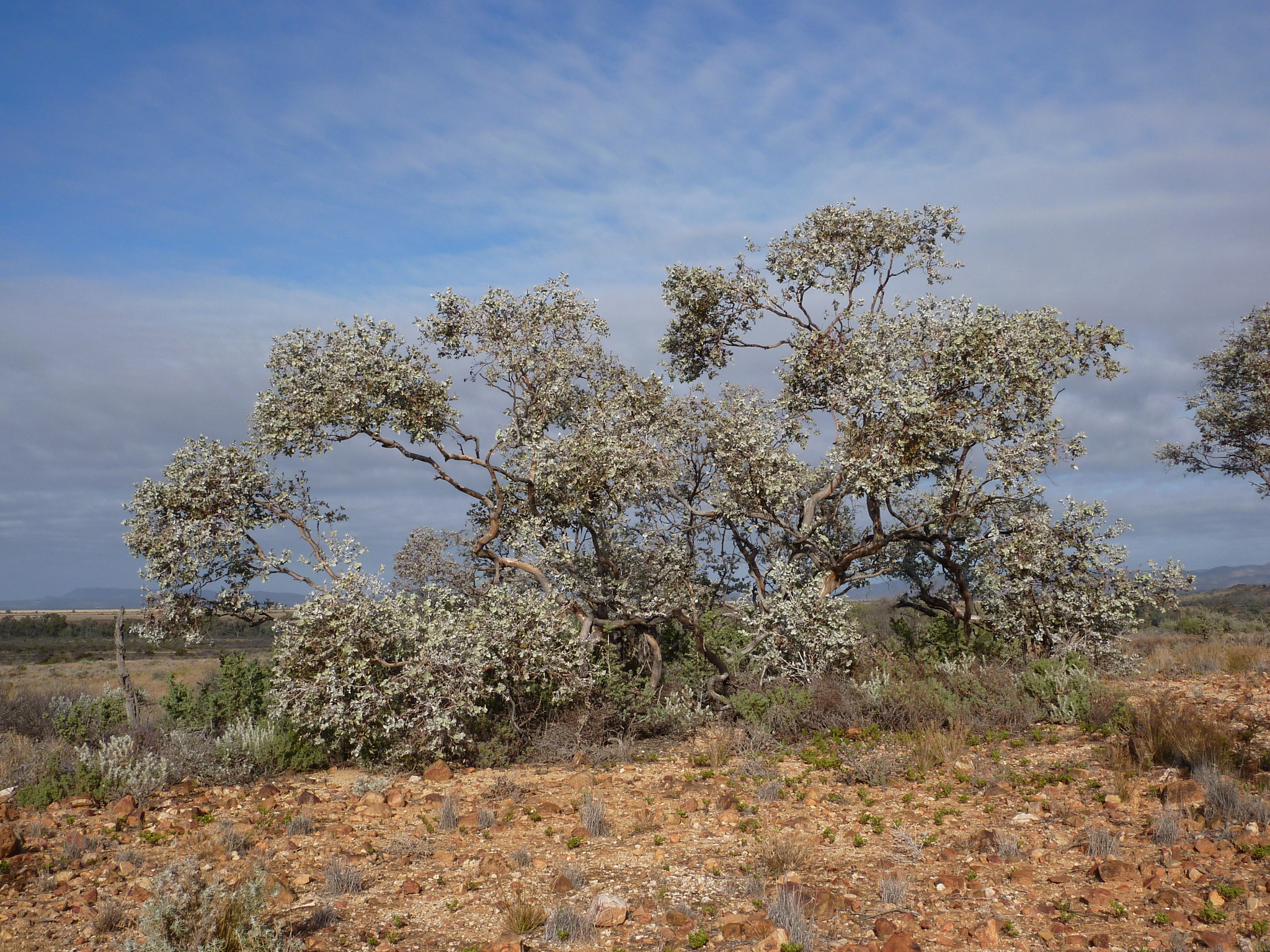 Eucalyptus gillii