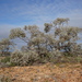 Eucalyptus gillii - Photo (c) Dean Nicolle, alguns direitos reservados (CC BY-NC), uploaded by Dean Nicolle