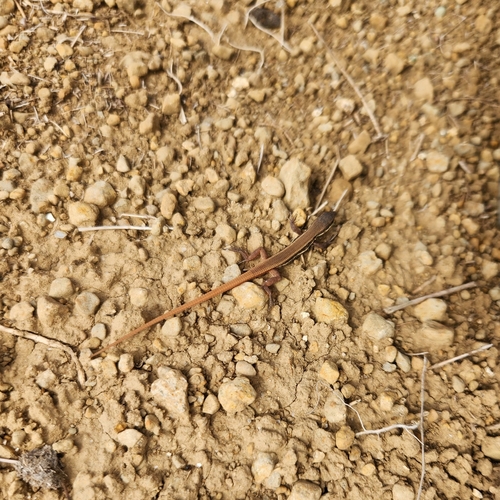 Leschenault’s Lacerta, Ophisops leschenaultii