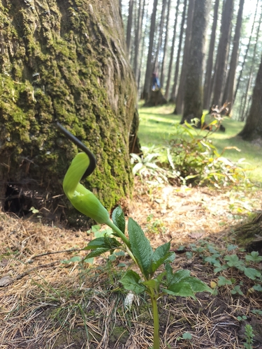 whipcord cobra lily