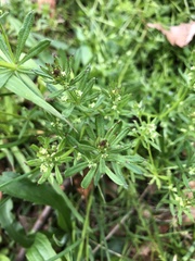 Galium aparine