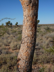 Corymbia terminalis