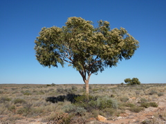 Corymbia terminalis