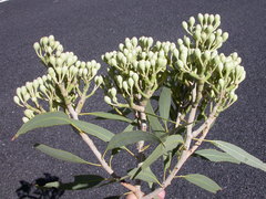 Corymbia terminalis