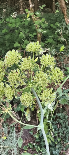 Thapsia villosa, photograph 4
