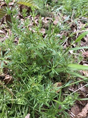 Galium aparine