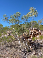 Eucalyptus herbertiana