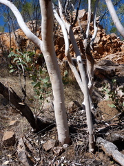Eucalyptus herbertiana
