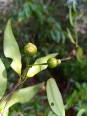 Pyrostria