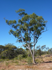 Eucalyptus provecta