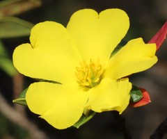 Hibbertia cuneiformis