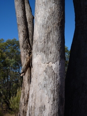 Eucalyptus provecta