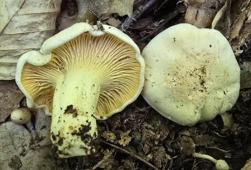 Cantharellus pallens