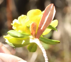 Hibbertia cuneiformis