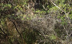 Hibbertia cuneiformis