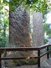 Agathis microstachya