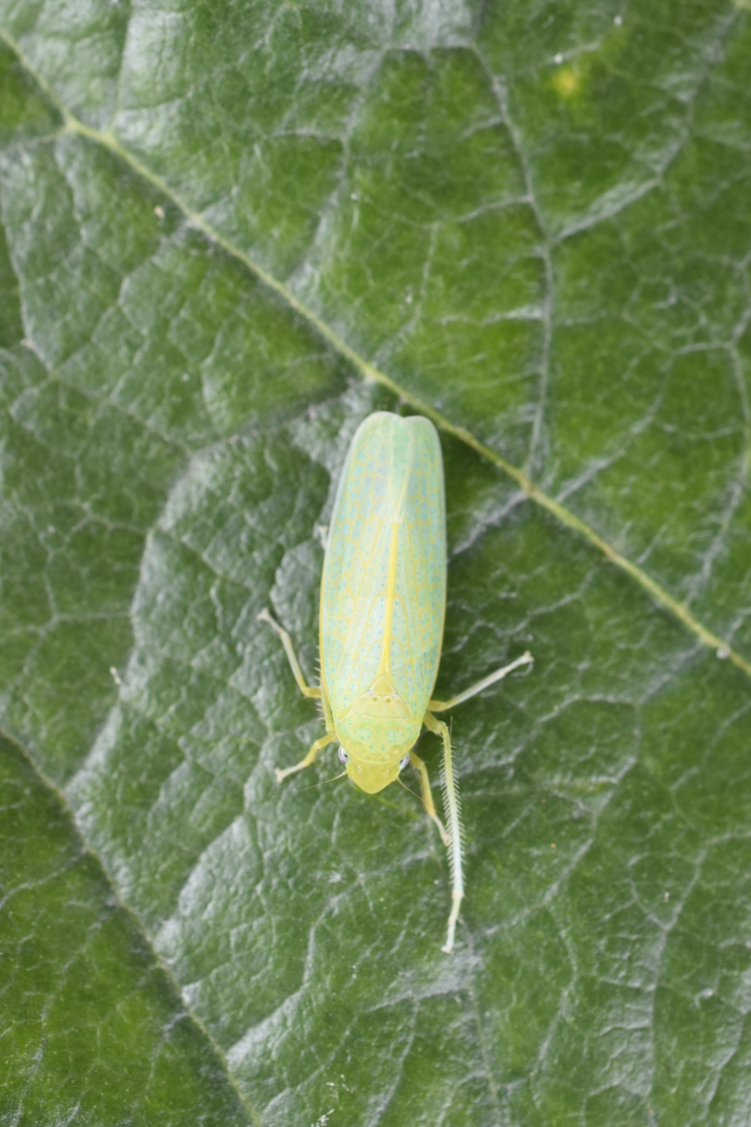 Onega bracteata image