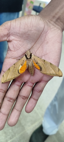 Streaked Sphinx