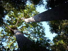 Agathis microstachya