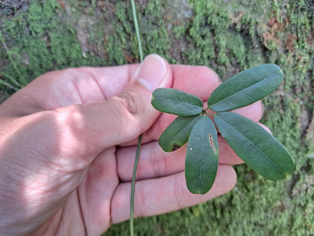 Akebia longeracemosa; photograph (c) vrxz, some rights reserved (CC BY-SA)