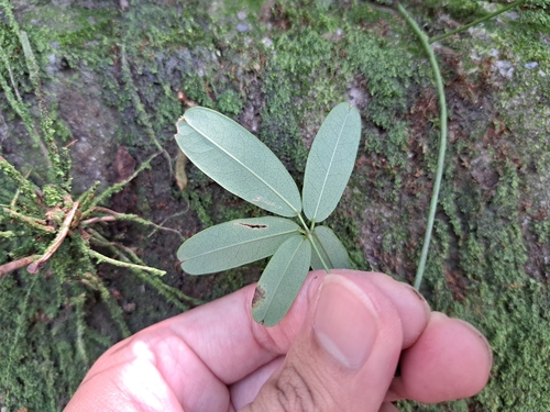 Akebia longeracemosa, photograph 4