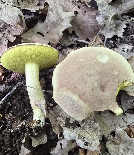 Suede Bolete