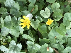 Ficaria verna