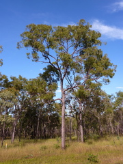 Corymbia nesophila
