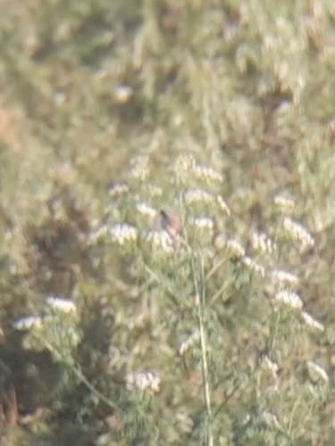Red-backed Shrike