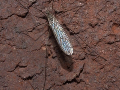 Symplecta cana