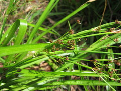 Juncus planifolius