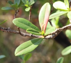 Hibbertia cuneiformis