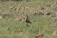 Cursorius coromandelicus