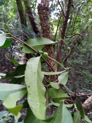Coptosperma