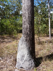 Eucalyptus tetrodonta