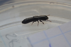Osoriinae