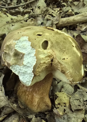 Bronze Bolete