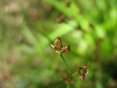 Juncus planifolius