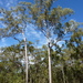 Eucalyptus tetrodonta - Photo (c) Dean Nicolle, algunos derechos reservados (CC BY-NC), subido por Dean Nicolle