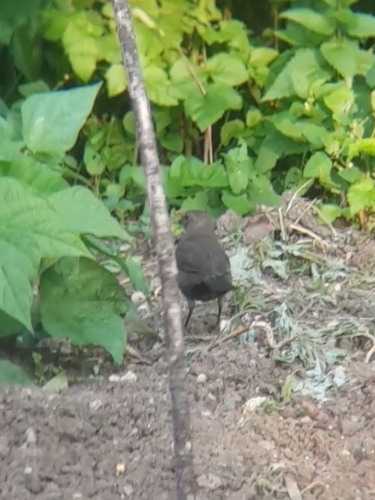 Eurasian Blackbird