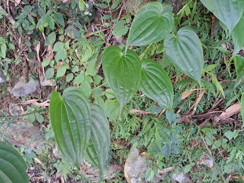 Stemona tuberosa, photograph 6