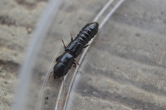 Osoriinae