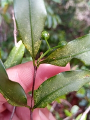 Pyrostria