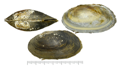 Buldowskia flavotincta