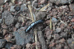 Osoriinae