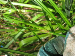 Juncus planifolius