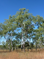 Eucalyptus acroleuca