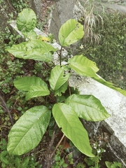 Sterculia monosperma