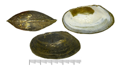 Buldowskia flavotincta