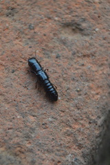 Osoriinae